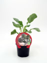 Brócoli esparragado (sprouting) - Planta de huerto