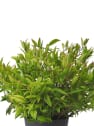 Leucothoe red lips
