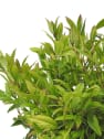 Leucothoe red lips