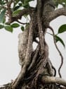 Bonsai Higuera de la India (Ficus retusa)