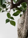Bonsai Higuera de la India (Ficus retusa)