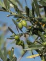 Olivo en Copa ramificada (olea europaea)