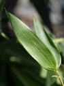 Phyllostachys 'Aureocaulis' (Bambú amarillo con surco)