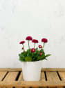 Bellis Perennis Roja