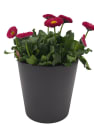 Bellis Perennis Roja