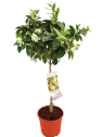 Naranjo en Copa (Citrus sinensis)