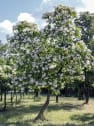Catalpa bignonioides