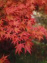 Acer palmatum 'Fireglow'