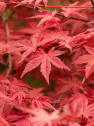 Acer palmatum 'Osakazuki'