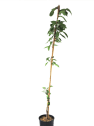 Prunus serrulata amanowa