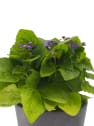 Ageratum houstonianum