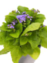 Ageratum houstonianum