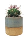 Ferocactus stainesii