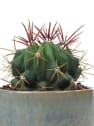 Ferocactus stainesii