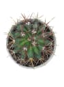 Ferocactus stainesii