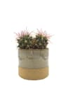 Ferocactus stainesii