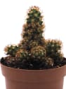 Mammillaria elongata