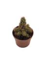 Mammillaria elongata