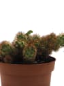Mammillaria elongata