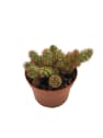 Mammillaria elongata