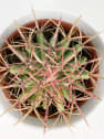 Ferocactus stainesii