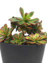 Aeonium haworthii 'Kiwi'