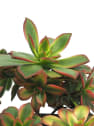 Aeonium haworthii 'Kiwi'