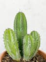 Polaskia chichipe