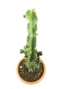 Euphorbia acrurensis