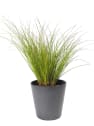 Gramínea Carex testacea