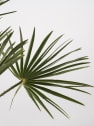 Chamaerops humilis (Palmito)