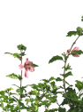 Hibiscus syriacus hamabo