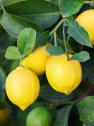 Limonero (Citrus limon)