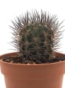 Astrophytum ornatum
