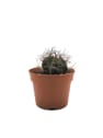 Astrophytum ornatum