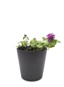 Lamium maculatum mix o falsa ortiga