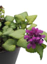 Lamium maculatum mix o falsa ortiga