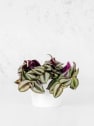 Tradescantia zebrina Mini