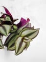 Tradescantia zebrina Mini