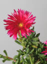 Lampranthus