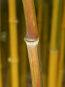 Phyllostachys aureosulcata 'Spectabilis' (Bambú de surco amarillo)