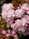 Prunus serrulata 'Kiku-shidare-zakura'