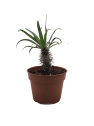 Pachypodium lamerei
