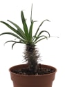 Pachypodium lamerei