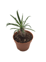 Pachypodium lamerei