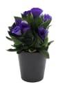 Eustoma russellianum (Lisianthus)