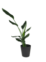 Strelitzia reginae (Ave del Paraíso) - mini