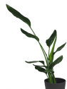 Strelitzia reginae (Ave del Paraíso) - mini