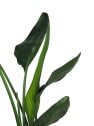 Strelitzia reginae (Ave del Paraíso) - mini