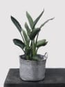 Strelitzia reginae (Ave del Paraíso) - mini